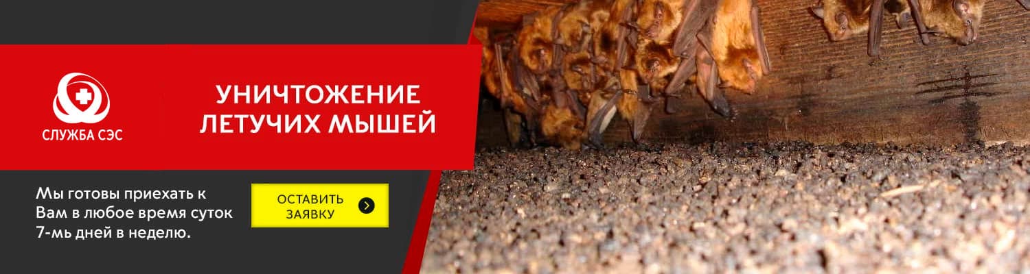 Уничтожение летучих мышей в Совхоз имени Ленина